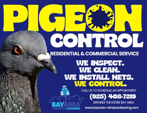 Pigeon Control Service - Protect Your Property Today - household services